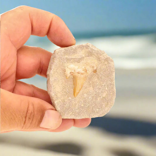 Buy your 65-Million-Year-Old Shark Treasure online now or in store at Forever Gems in Franschhoek, South Africa
