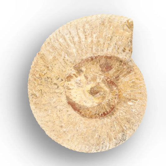 Get your Authentic White Spine Ammonite Fossil – Madagascar Cleoniceras online now or in store at Forever Gems in Franschhoek, South Africa