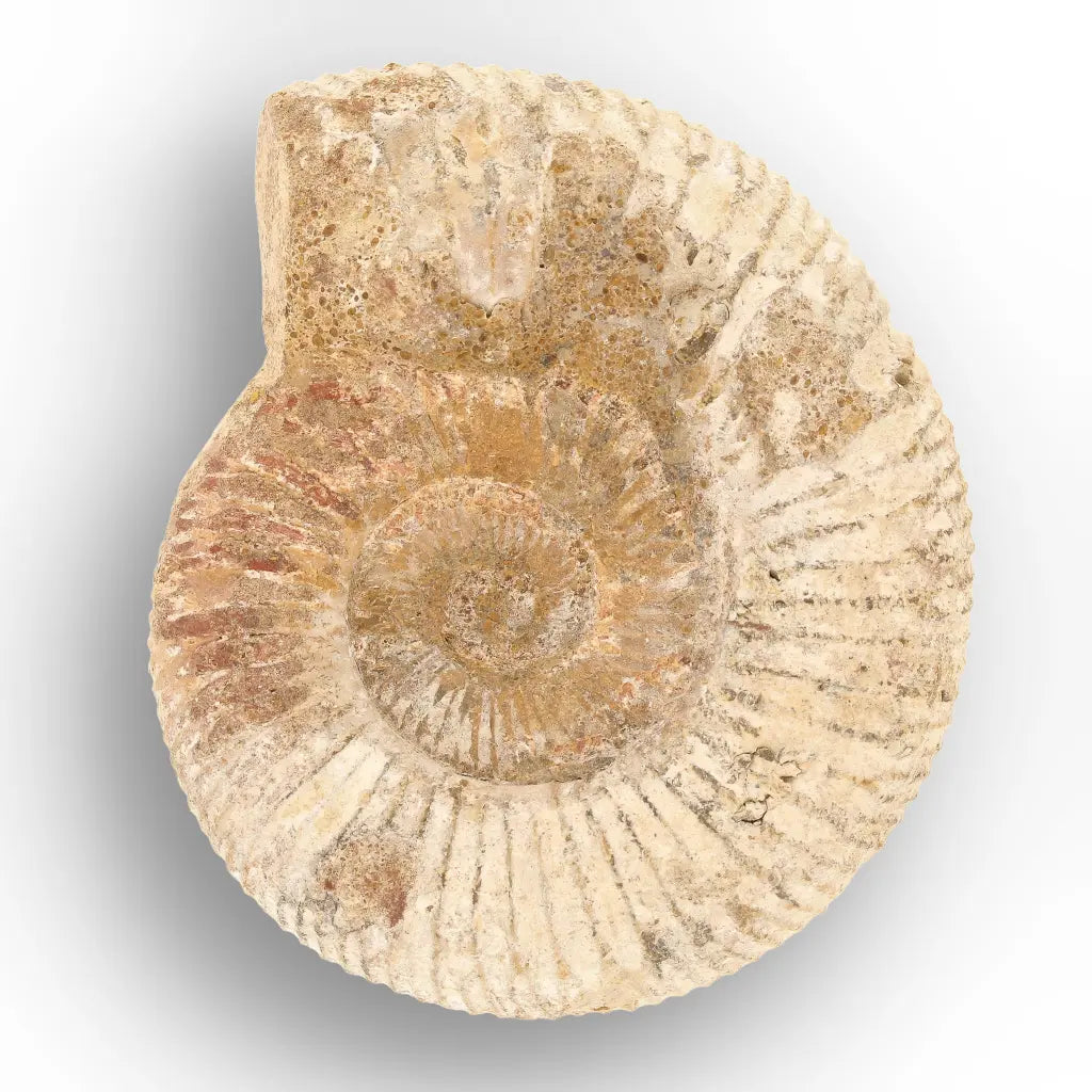 Get your Authentic White Spine Ammonite Fossil – Madagascar Cleoniceras online now or in store at Forever Gems in Franschhoek, South Africa