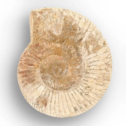 Get your Authentic White Spine Ammonite Fossil – Madagascar Cleoniceras online now or in store at Forever Gems in Franschhoek, South Africa