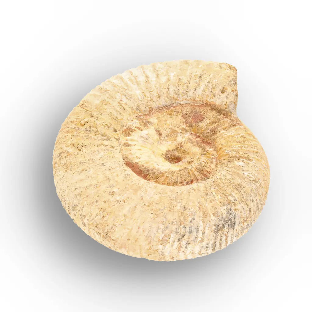 Get your Authentic White Spine Ammonite Fossil – Madagascar Cleoniceras online now or in store at Forever Gems in Franschhoek, South Africa