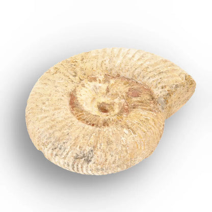 Get your Authentic White Spine Ammonite Fossil – Madagascar Cleoniceras online now or in store at Forever Gems in Franschhoek, South Africa