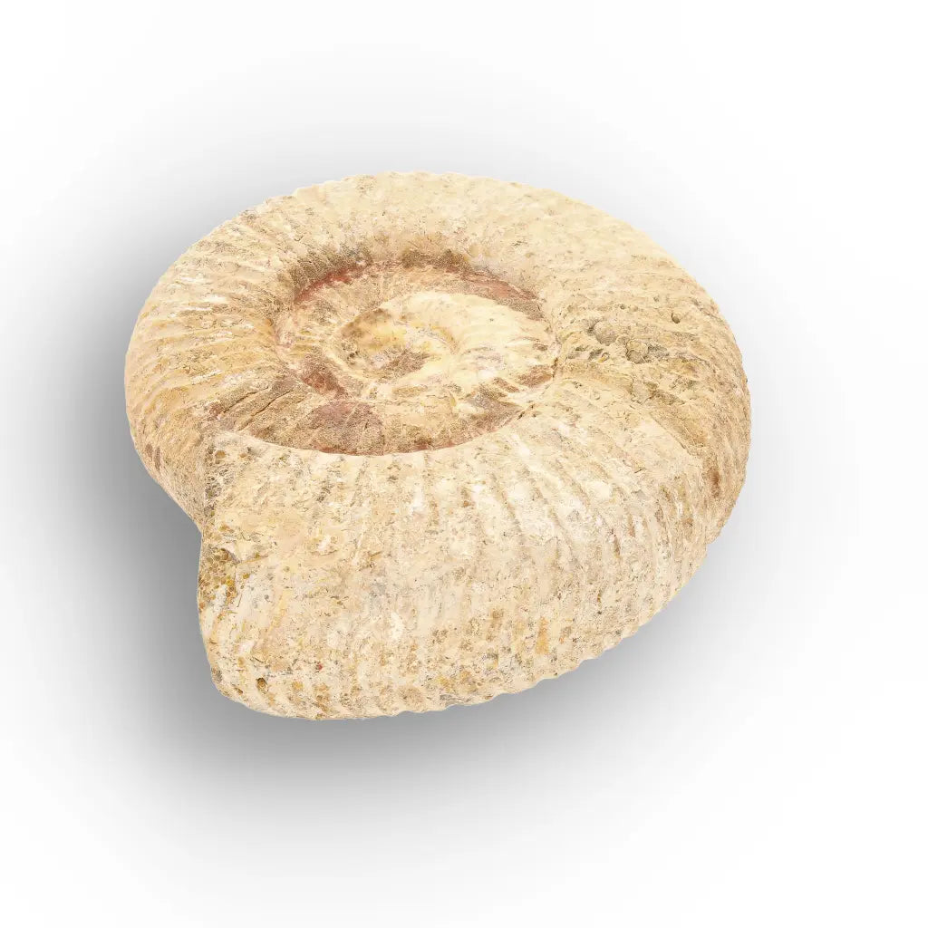 Get your Authentic White Spine Ammonite Fossil – Madagascar Cleoniceras online now or in store at Forever Gems in Franschhoek, South Africa