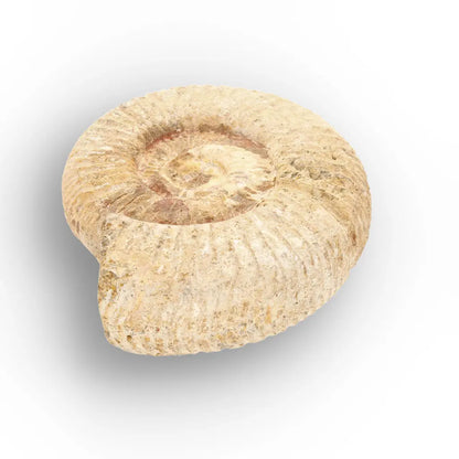 Get your Authentic White Spine Ammonite Fossil – Madagascar Cleoniceras online now or in store at Forever Gems in Franschhoek, South Africa