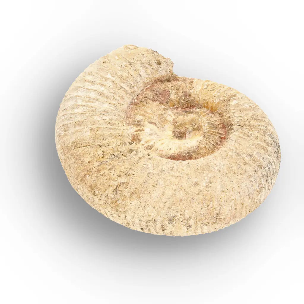 Get your Authentic White Spine Ammonite Fossil – Madagascar Cleoniceras online now or in store at Forever Gems in Franschhoek, South Africa