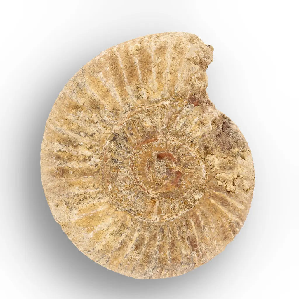 Get your Madagascar White Spine Ammonite Fossil – Early Cretaceous Cleoniceras online now or in store at Forever Gems in Franschhoek, South Africa