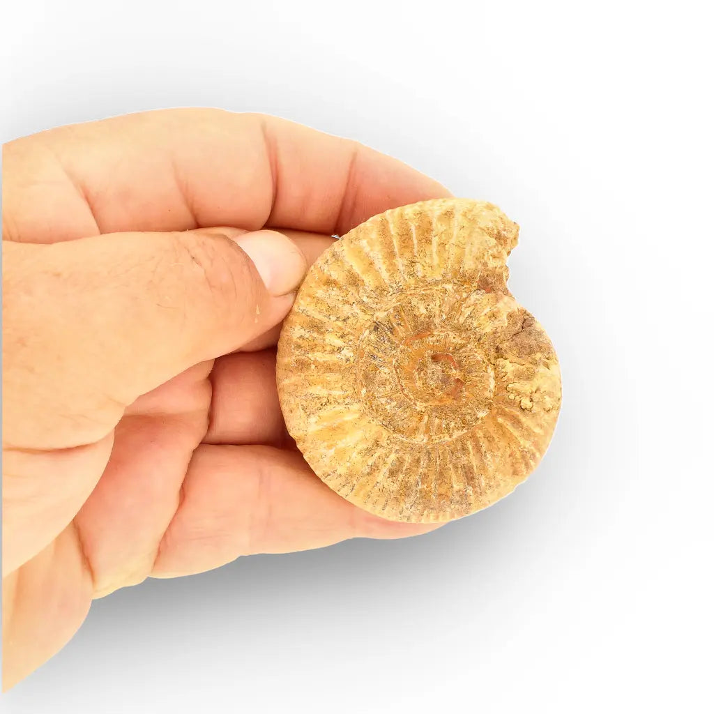 Get your Madagascar White Spine Ammonite Fossil – Early Cretaceous Cleoniceras online now or in store at Forever Gems in Franschhoek, South Africa