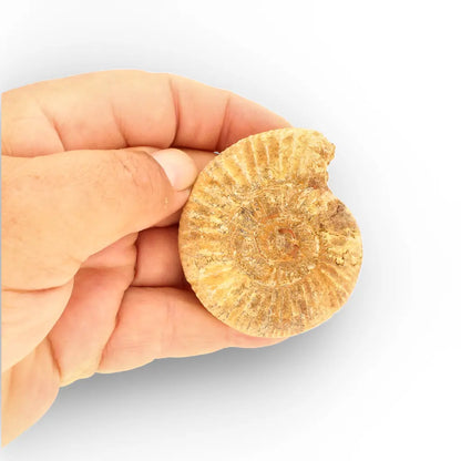 Get your Madagascar White Spine Ammonite Fossil – Early Cretaceous Cleoniceras online now or in store at Forever Gems in Franschhoek, South Africa