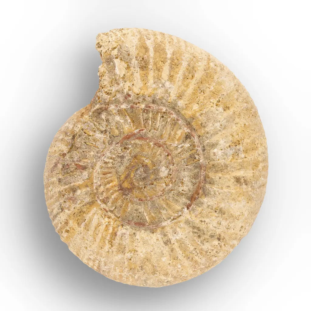Get your Madagascar White Spine Ammonite Fossil – Early Cretaceous Cleoniceras online now or in store at Forever Gems in Franschhoek, South Africa