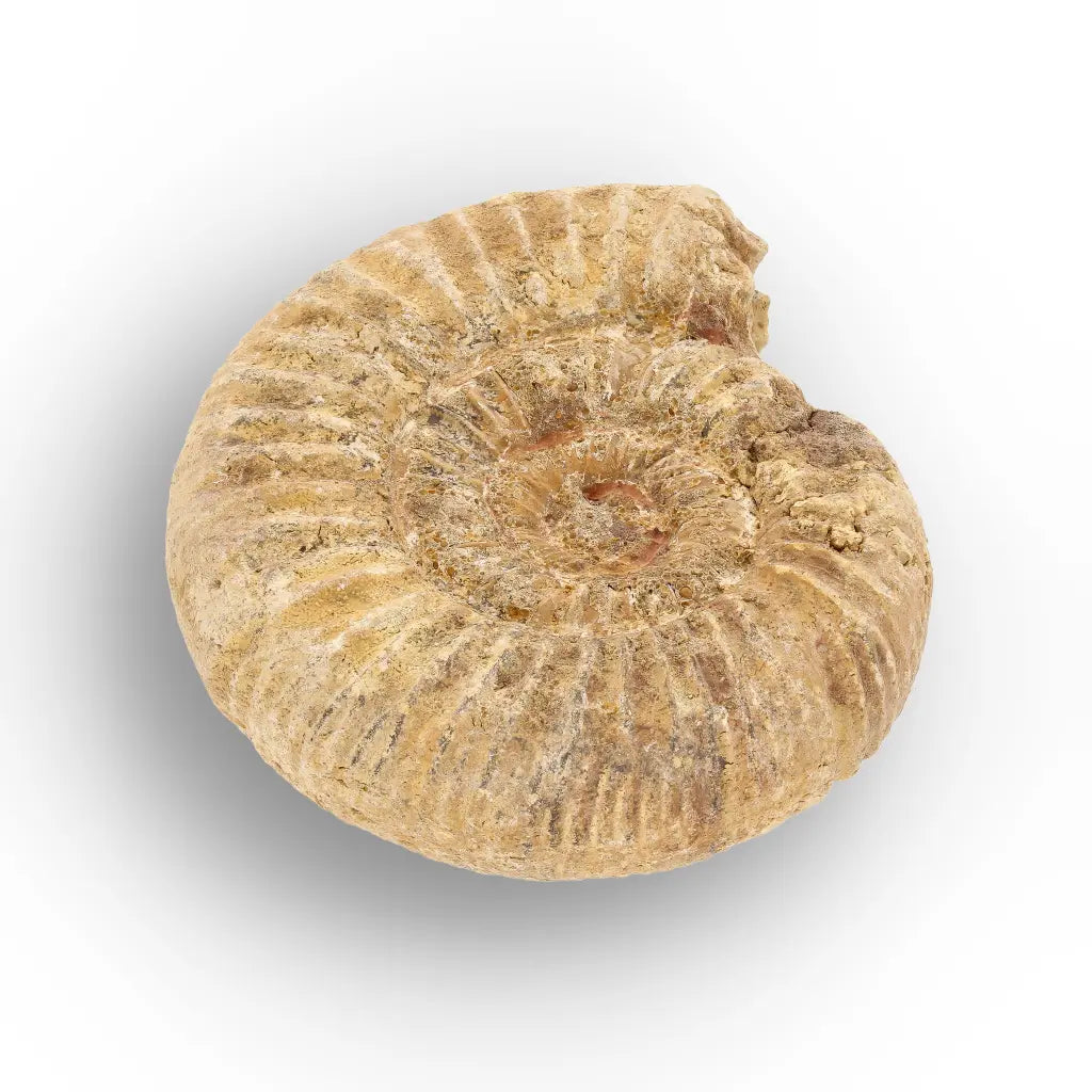 Get your Madagascar White Spine Ammonite Fossil – Early Cretaceous Cleoniceras online now or in store at Forever Gems in Franschhoek, South Africa