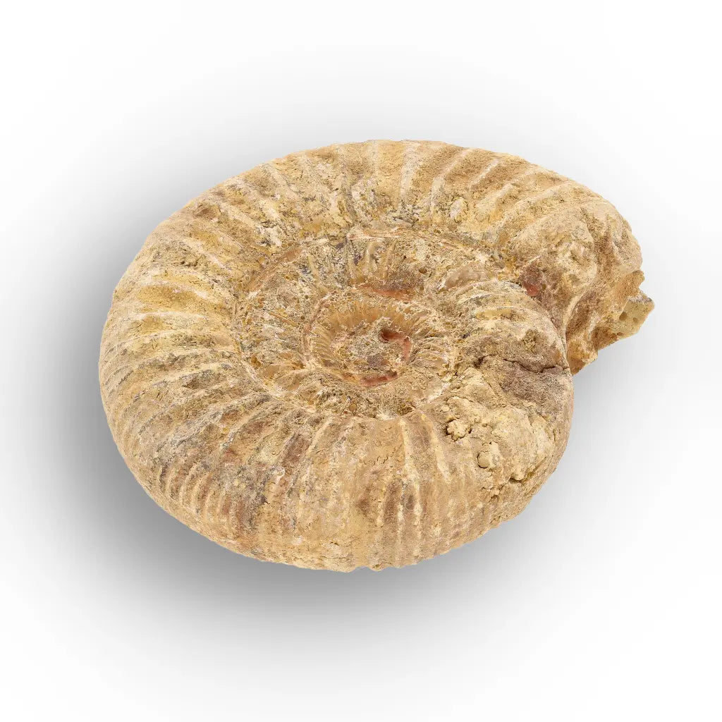 Get your Madagascar White Spine Ammonite Fossil – Early Cretaceous Cleoniceras online now or in store at Forever Gems in Franschhoek, South Africa