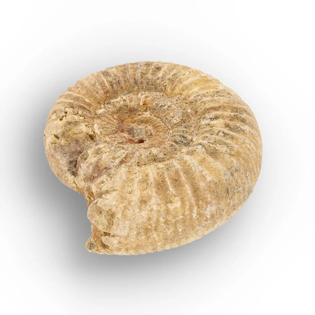 Get your Madagascar White Spine Ammonite Fossil – Early Cretaceous Cleoniceras online now or in store at Forever Gems in Franschhoek, South Africa