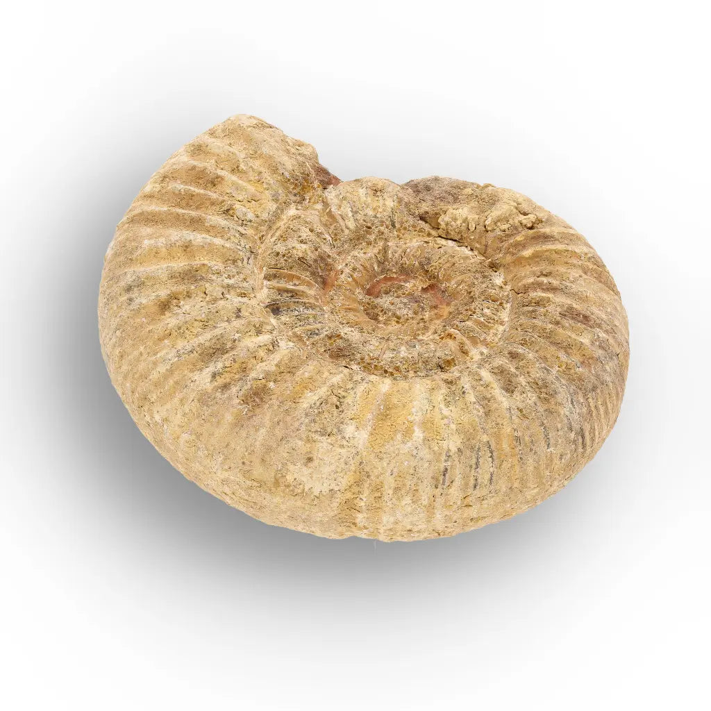 Get your Madagascar White Spine Ammonite Fossil – Early Cretaceous Cleoniceras online now or in store at Forever Gems in Franschhoek, South Africa