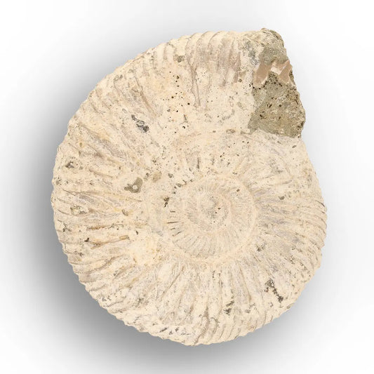 Get your Natural White Spine Ammonite from Sakaraha Madagascar Fossil online now or in store at Forever Gems in Franschhoek, South Africa