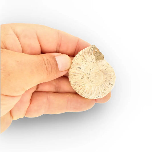 Get your Natural White Spine Ammonite from Sakaraha Madagascar Fossil online now or in store at Forever Gems in Franschhoek, South Africa