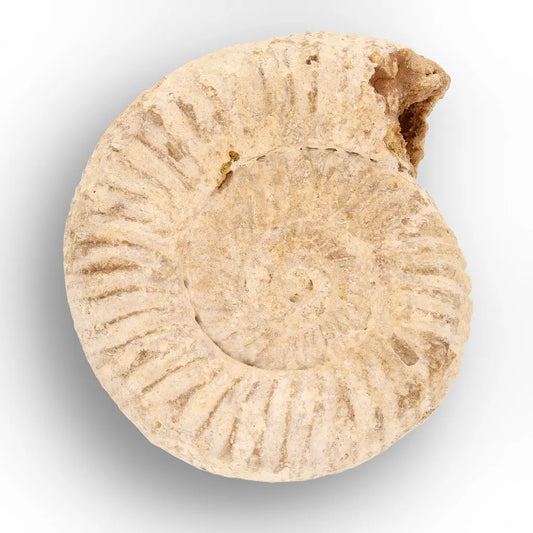 Get your Collector White Spine Ammonite Fossil from Madagascar – Cleoniceras online now or in store at Forever Gems in Franschhoek, South Africa
