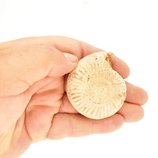 Get your Collector White Spine Ammonite Fossil from Madagascar – Cleoniceras online now or in store at Forever Gems in Franschhoek, South Africa