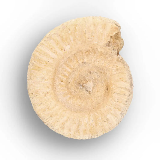 Get your Museum Display White Spine Ammonite – Madagascar Fossil Specimen online now or in store at Forever Gems in Franschhoek, South Africa