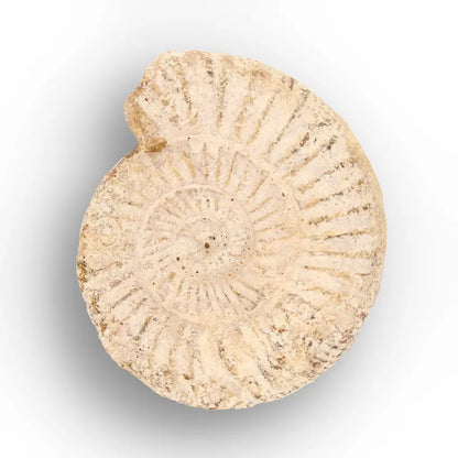 Get your Museum Display White Spine Ammonite – Madagascar Fossil Specimen online now or in store at Forever Gems in Franschhoek, South Africa