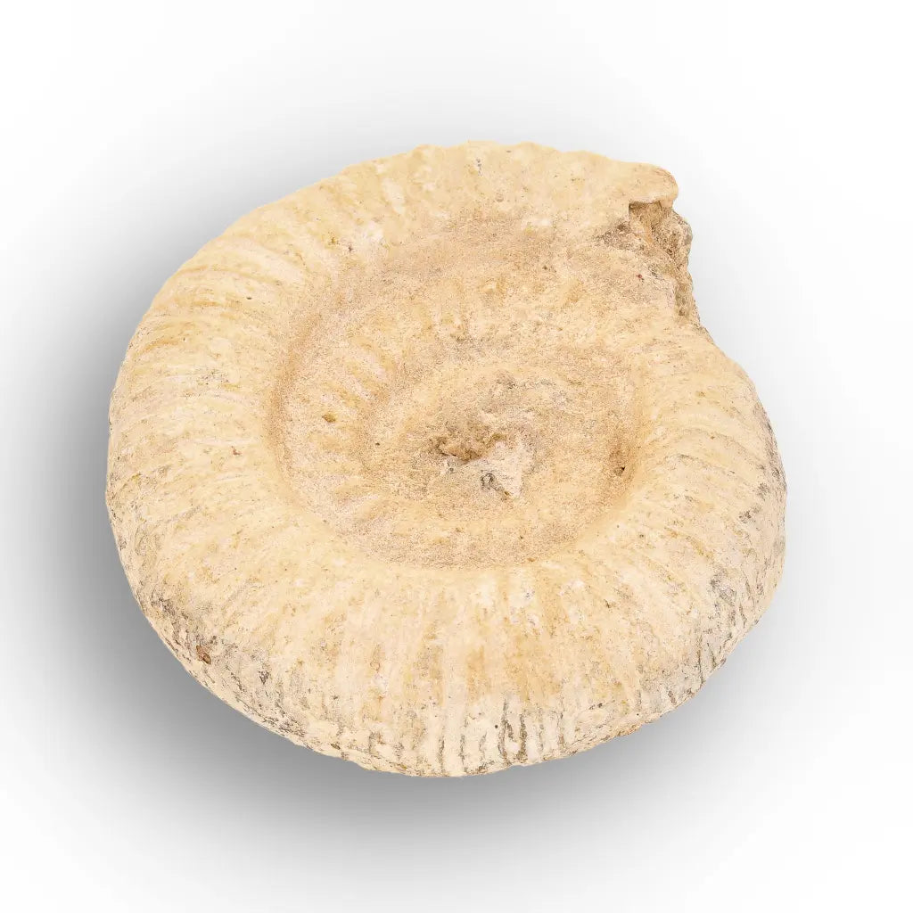 Get your Museum Display White Spine Ammonite – Madagascar Fossil Specimen online now or in store at Forever Gems in Franschhoek, South Africa
