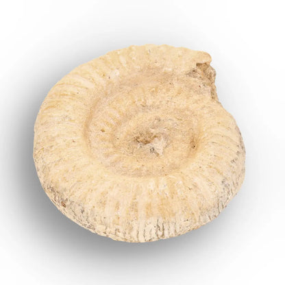Get your Museum Display White Spine Ammonite – Madagascar Fossil Specimen online now or in store at Forever Gems in Franschhoek, South Africa
