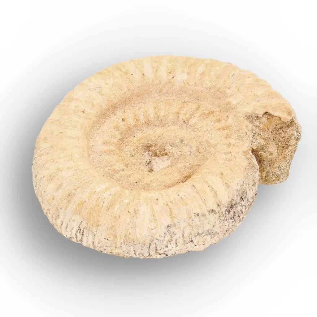 Get your Museum Display White Spine Ammonite – Madagascar Fossil Specimen online now or in store at Forever Gems in Franschhoek, South Africa