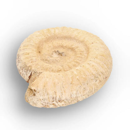 Get your Museum Display White Spine Ammonite – Madagascar Fossil Specimen online now or in store at Forever Gems in Franschhoek, South Africa