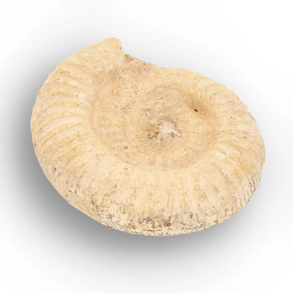 Get your Museum Display White Spine Ammonite – Madagascar Fossil Specimen online now or in store at Forever Gems in Franschhoek, South Africa