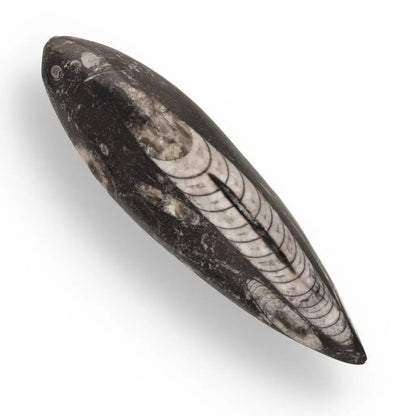Buy your Moroccan Orthoceras Fossilized Sea Relic online now or in store at Forever Gems in Franschhoek, South Africa