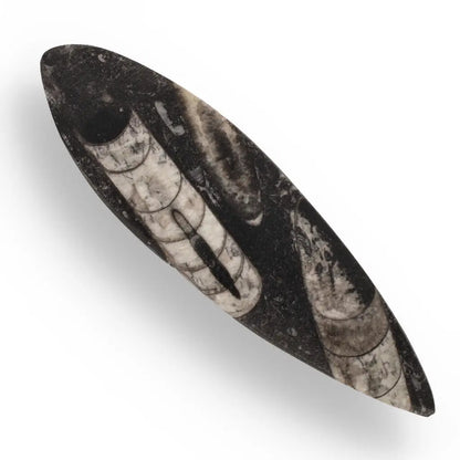 Buy your Moroccan Orthoceras Fossilized Sea Relic online now or in store at Forever Gems in Franschhoek, South Africa