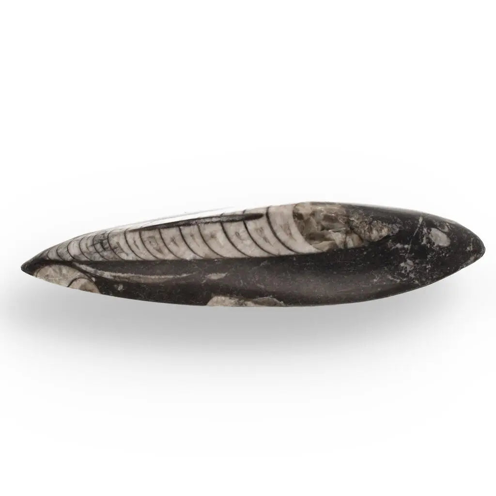 Buy your Moroccan Orthoceras Fossilized Sea Relic online now or in store at Forever Gems in Franschhoek, South Africa