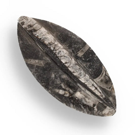 Buy your 500-Million-Year-Old Orthoceras Treasure online now or in store at Forever Gems in Franschhoek, South Africa