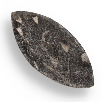 Buy your 500-Million-Year-Old Orthoceras Treasure online now or in store at Forever Gems in Franschhoek, South Africa
