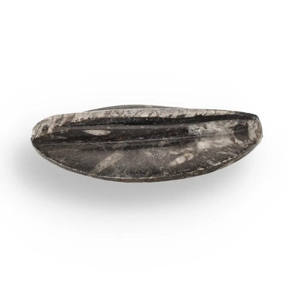 Buy your 500-Million-Year-Old Orthoceras Treasure online now or in store at Forever Gems in Franschhoek, South Africa