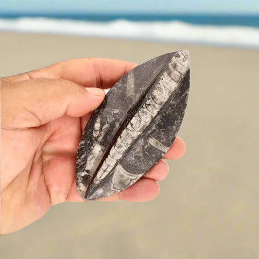 Buy your 500-Million-Year-Old Orthoceras Treasure online now or in store at Forever Gems in Franschhoek, South Africa