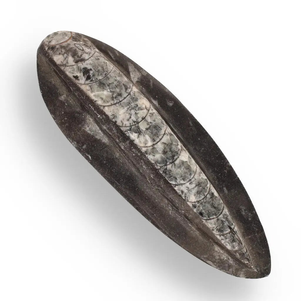 Buy your Orthoceras Fossil: Jet-Propelled Marine Predator online now or in store at Forever Gems in Franschhoek, South Africa