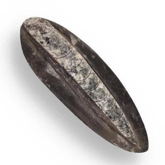 Buy your Orthoceras Fossil: Jet-Propelled Marine Predator online now or in store at Forever Gems in Franschhoek, South Africa