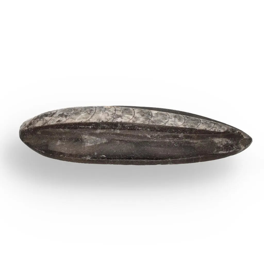 Buy your Orthoceras Fossil: Jet-Propelled Marine Predator online now or in store at Forever Gems in Franschhoek, South Africa