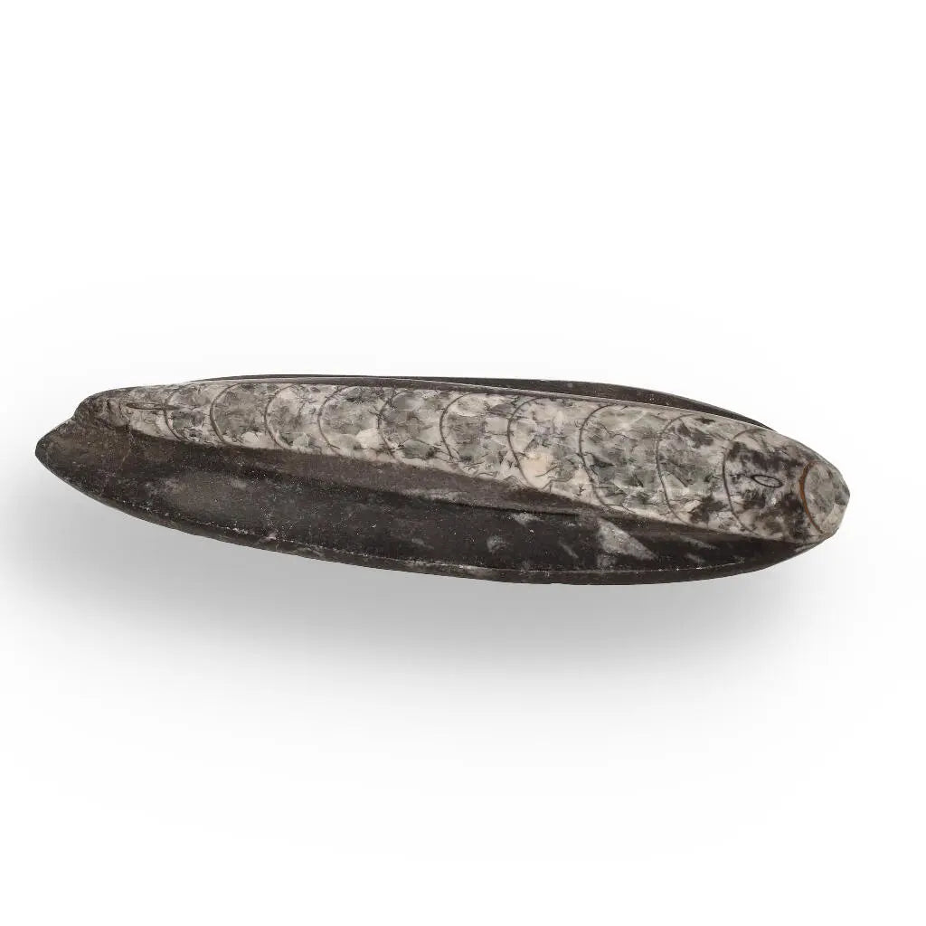 Buy your Orthoceras Fossil: Jet-Propelled Marine Predator online now or in store at Forever Gems in Franschhoek, South Africa