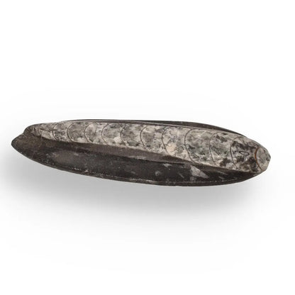 Buy your Orthoceras Fossil: Jet-Propelled Marine Predator online now or in store at Forever Gems in Franschhoek, South Africa