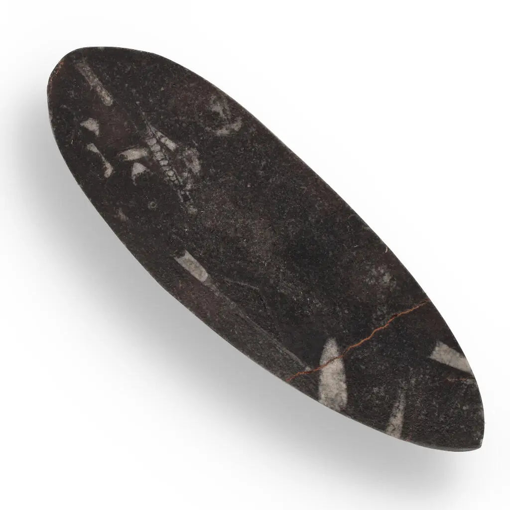 Buy your Orthoceras Fossil: Jet-Propelled Marine Predator online now or in store at Forever Gems in Franschhoek, South Africa