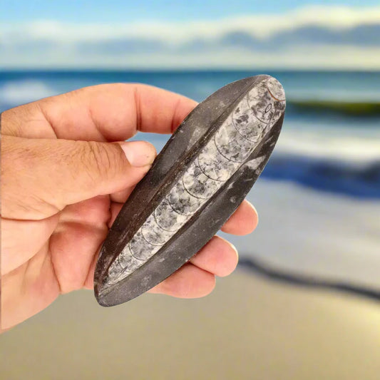 Buy your Orthoceras Fossil: Jet-Propelled Marine Predator online now or in store at Forever Gems in Franschhoek, South Africa