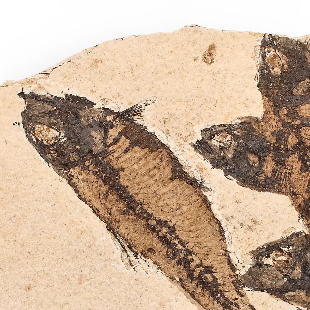 Buy your Authentic Fish Fossil – A Stunning 50-Million-Year-Old Time Capsule! online now or in store at Forever Gems in Franschhoek, South Africa