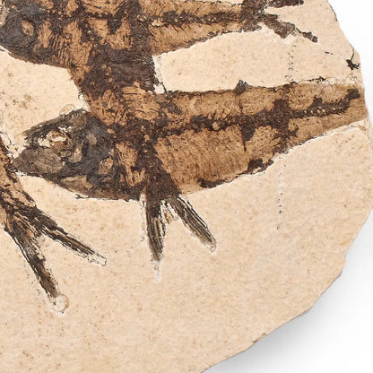 Buy your Authentic Fish Fossil – A Stunning 50-Million-Year-Old Time Capsule! online now or in store at Forever Gems in Franschhoek, South Africa