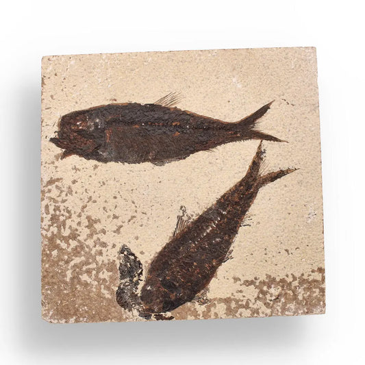 Buy your Authentic Fish Fossil from Fossil Lake – Nature’s Perfectly Preserved Artwork! online now or in store at Forever Gems in Franschhoek, South Africa