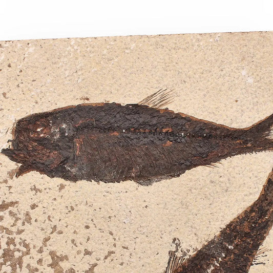 Buy your Authentic Fish Fossil from Fossil Lake – Nature’s Perfectly Preserved Artwork! online now or in store at Forever Gems in Franschhoek, South Africa