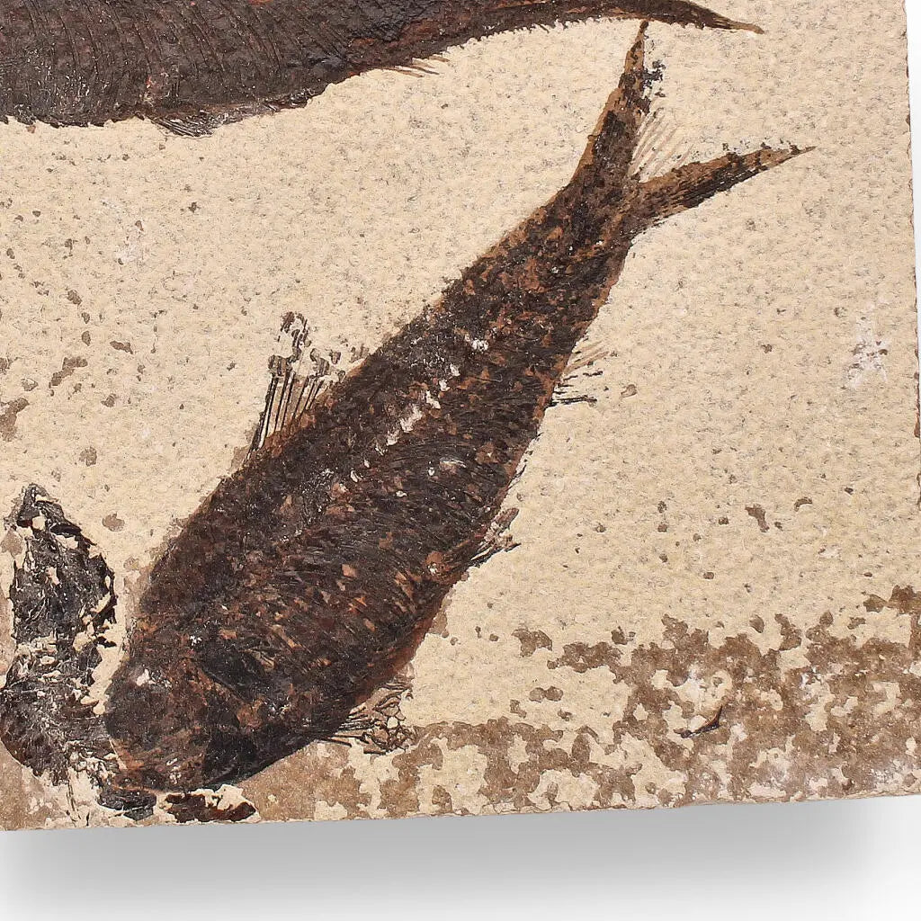 Buy your Authentic Fish Fossil from Fossil Lake – Nature’s Perfectly Preserved Artwork! online now or in store at Forever Gems in Franschhoek, South Africa
