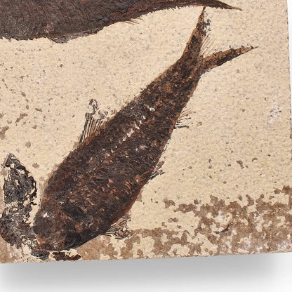 Buy your Authentic Fish Fossil from Fossil Lake – Nature’s Perfectly Preserved Artwork! online now or in store at Forever Gems in Franschhoek, South Africa