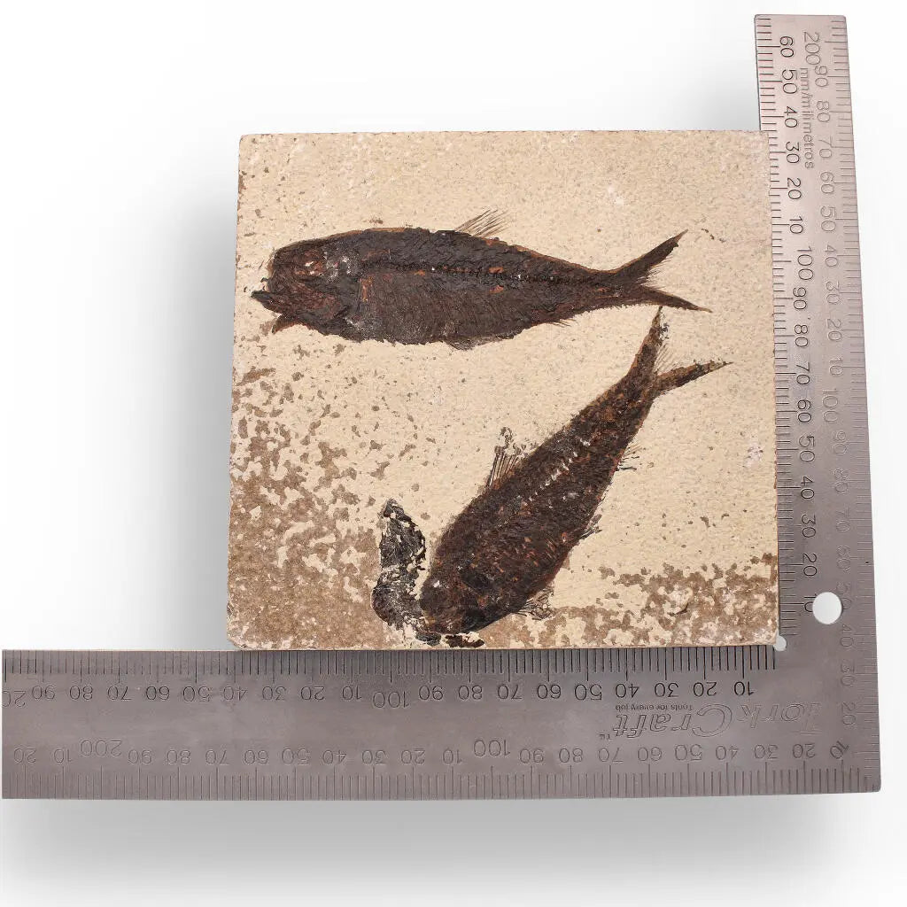 Buy your Authentic Fish Fossil from Fossil Lake – Nature’s Perfectly Preserved Artwork! online now or in store at Forever Gems in Franschhoek, South Africa