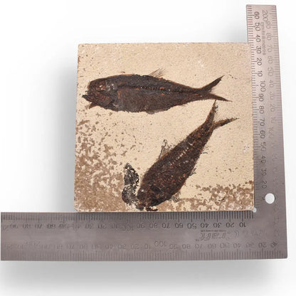 Buy your Authentic Fish Fossil from Fossil Lake – Nature’s Perfectly Preserved Artwork! online now or in store at Forever Gems in Franschhoek, South Africa